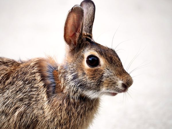 Alert and Adorable: A Close-Up Glimpse of a Curious Rabbit