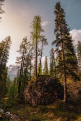 Big earthen boulder with tree in pine forest