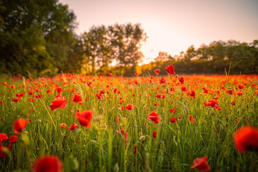 Beautiful red flowers in a field with hazy afternoon light