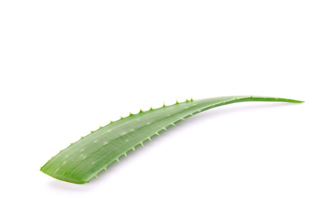 Aloe vera fresh leaf isolated on plain background. Treatment plant