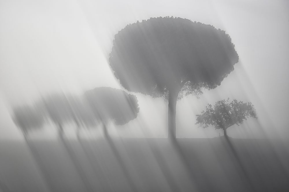 Defocused trees in sunset valley