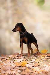 Autumn Walk with Young Dog