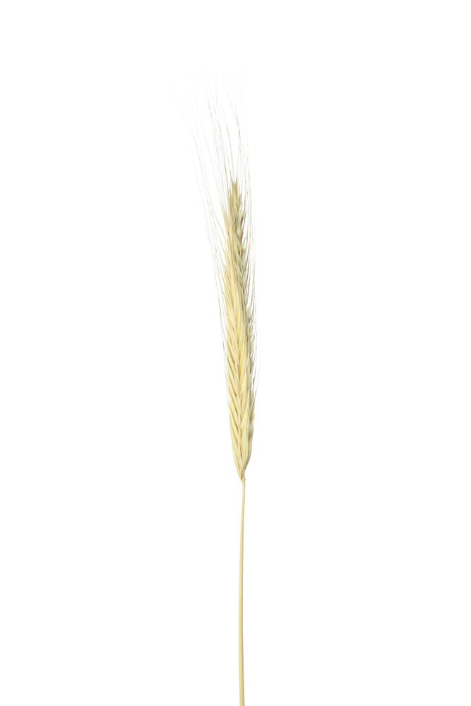 Dried chaff in blank studio shoot