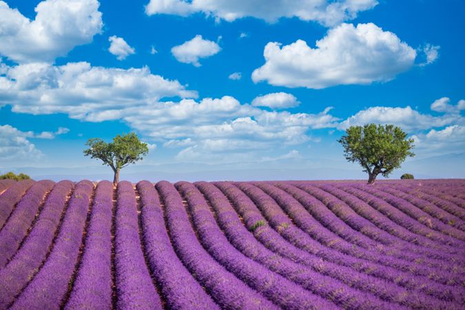 Lavender field in rows with two trees under blue sky with fluffy clouds