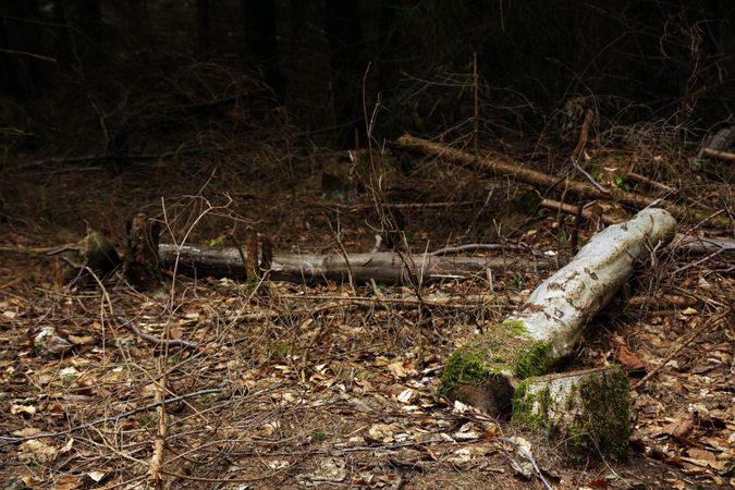 Fallen tree on ground in forest