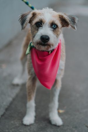 Happy mongrel dog walking in street