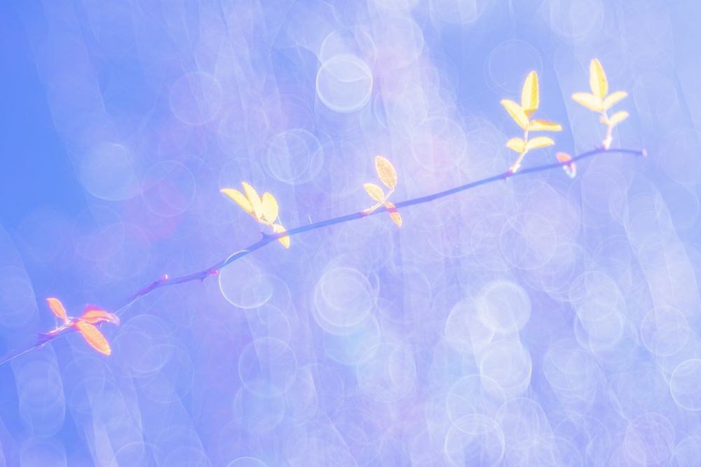 Tender dry leaves in blue light effect