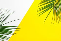 Beautiful palm leaves on two tone background, top view and space for text. Exotic plant