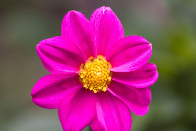 Pink flower with bright yellow center growing in nature with selective focus