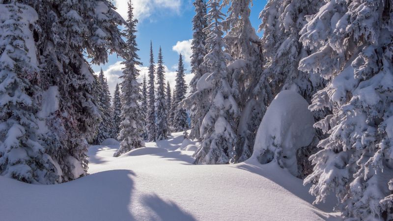 Fir trees in snow in sunny day