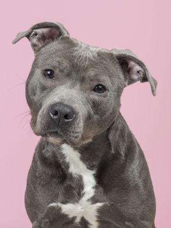 Portrait of a Pit-bull terrier at a pink background
