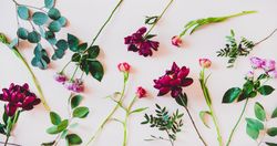 Various sorted single summer flowers flat-lay