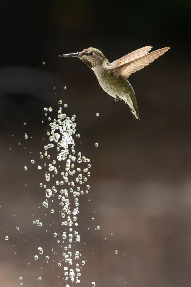 Beautiful Immature Male Anna's Hummingbird Enjoying The Water Fountain