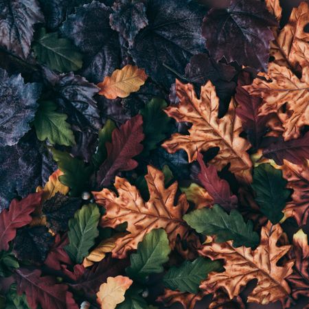Fall leaves of amber, dark, green, and maroon