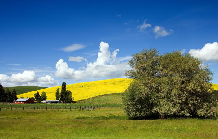 Farm with a bright yellow rapeseed field, Idaho