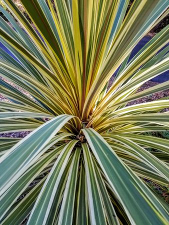 Cabbage-palm