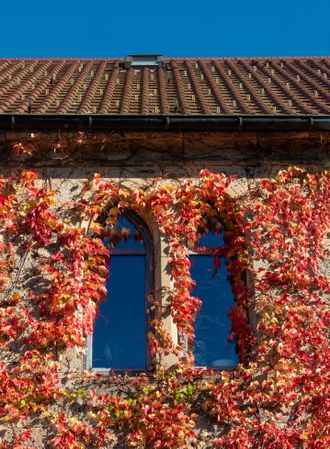 House facade covered in colorful autumn leaves from a vine plant