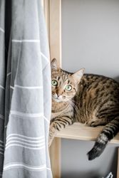 Brown tabby cat on wooden shelves
