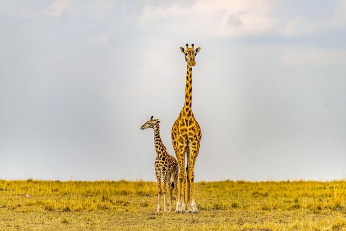 Masai Giraffe cow and calf, Maasai Mara, Kenya