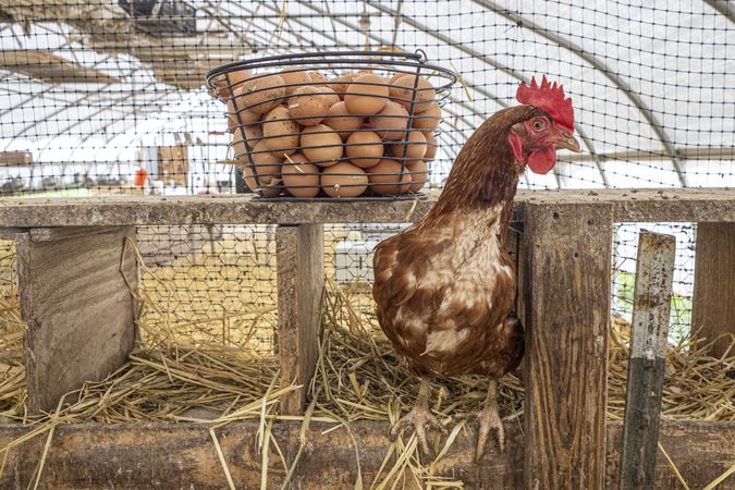 Copake, New York - May 19, 2022: Chicken next to basket of eggs