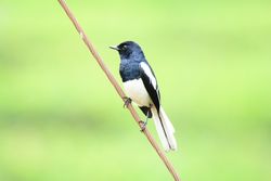 Magpie-robins perched on stick