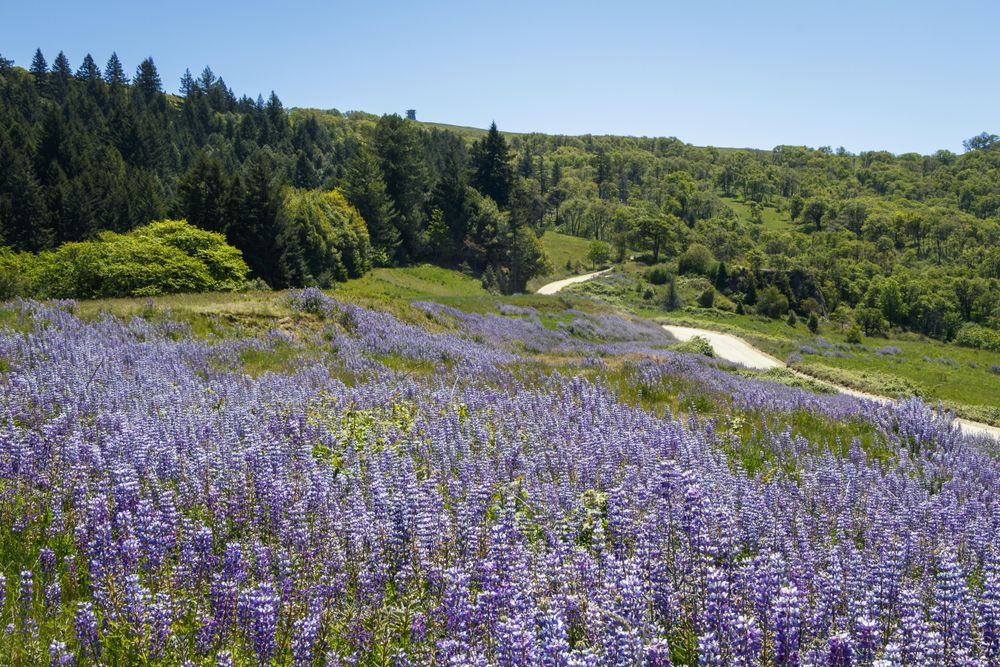 View of rolling hills with purple flowers