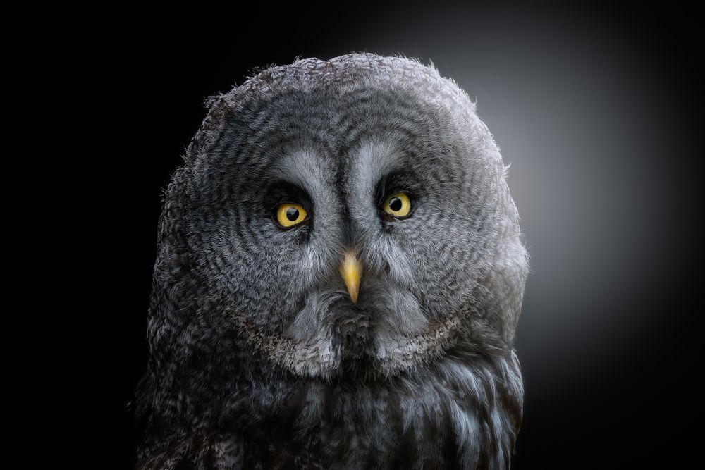 Head of great grey owl