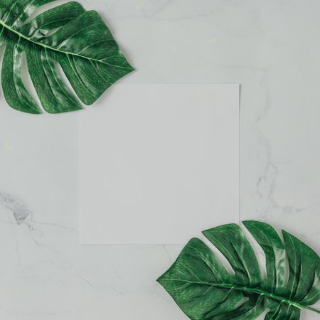 Leaves on marble background with paper card