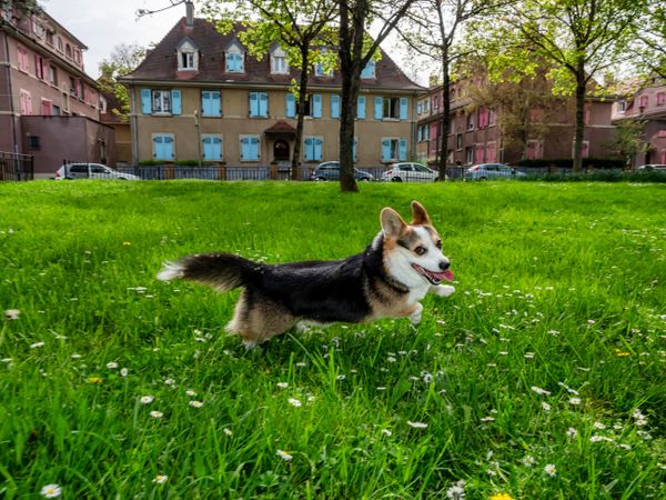 Funny dog tricolor corgi pembroke