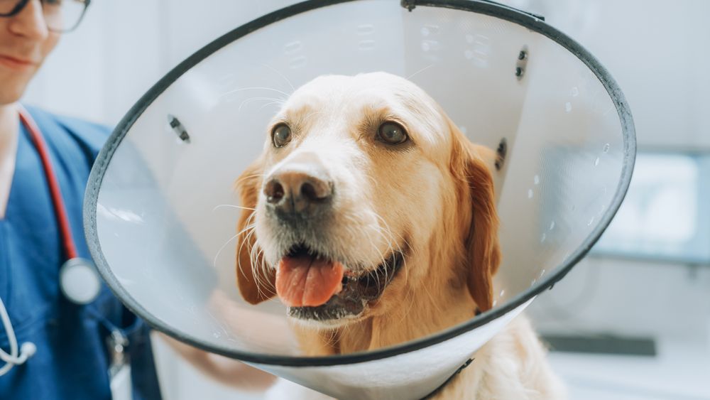Close Up Portrait of a Sad Golden Retriever Pet Wearing a Recovery Collar.