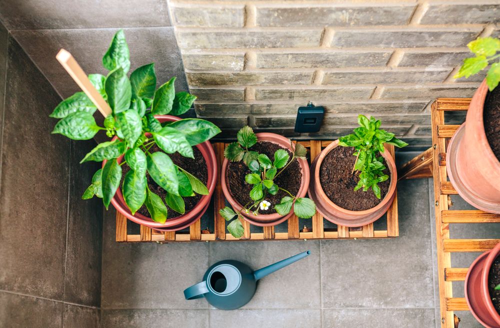 Vegetable garden on balcony of apartment with plants growing on ceramic pots