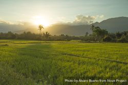 Beautiful rice fields at sunset, Bada Valley, island of Sulawesi, Indonesia 5pVJvb