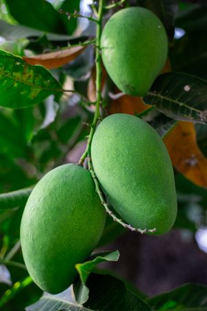 Three green mangoes hanging from a tree