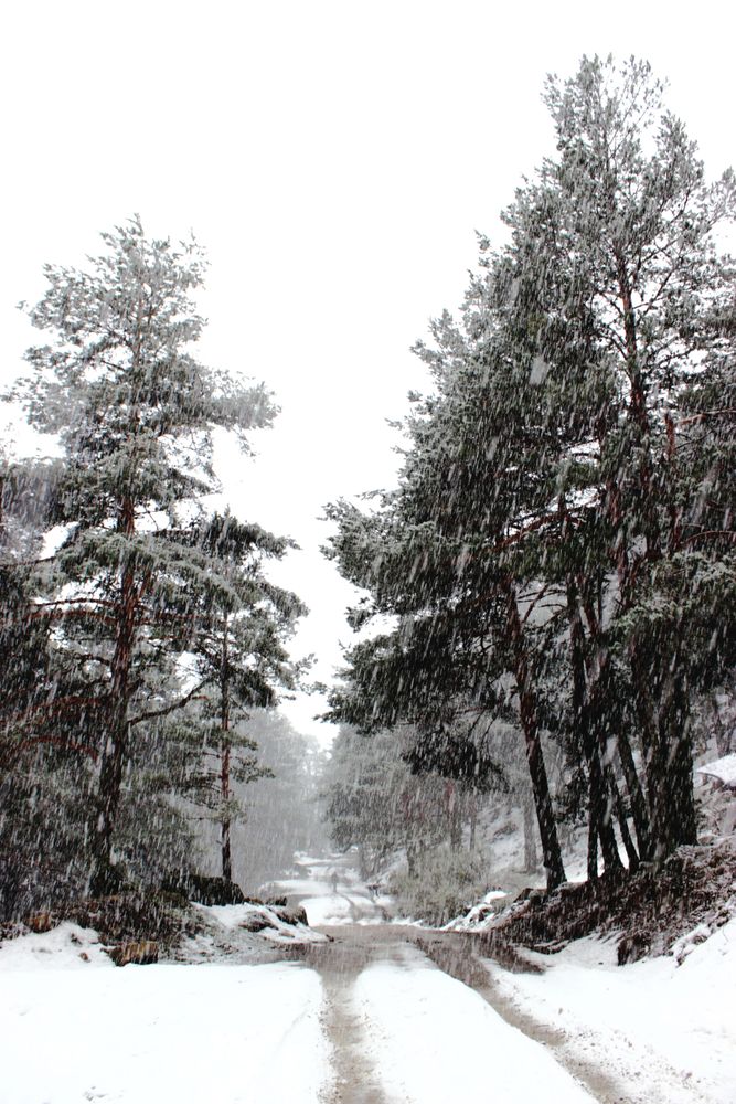Snowy path in conifer forest