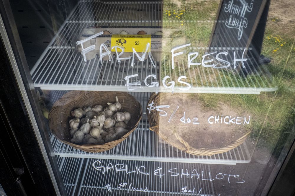 Fridge with farm fresh eggs and bowl of fresh garlic