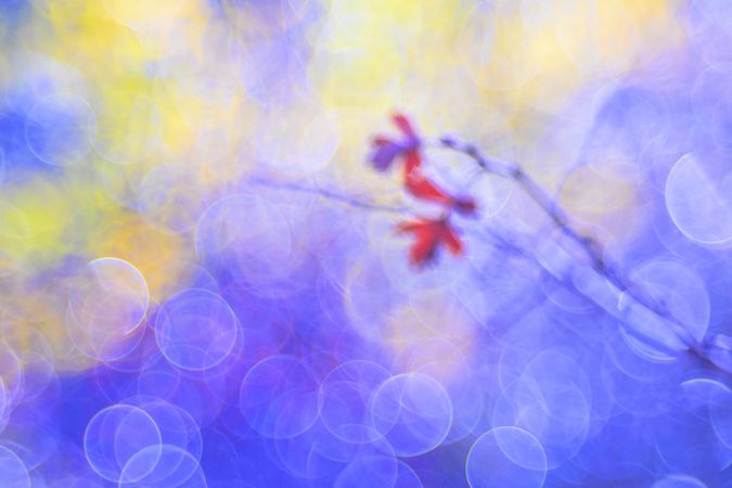 Tender dry leaves in blue light effect