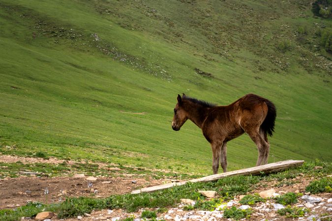 Brown foal on hillside with hilly landscape