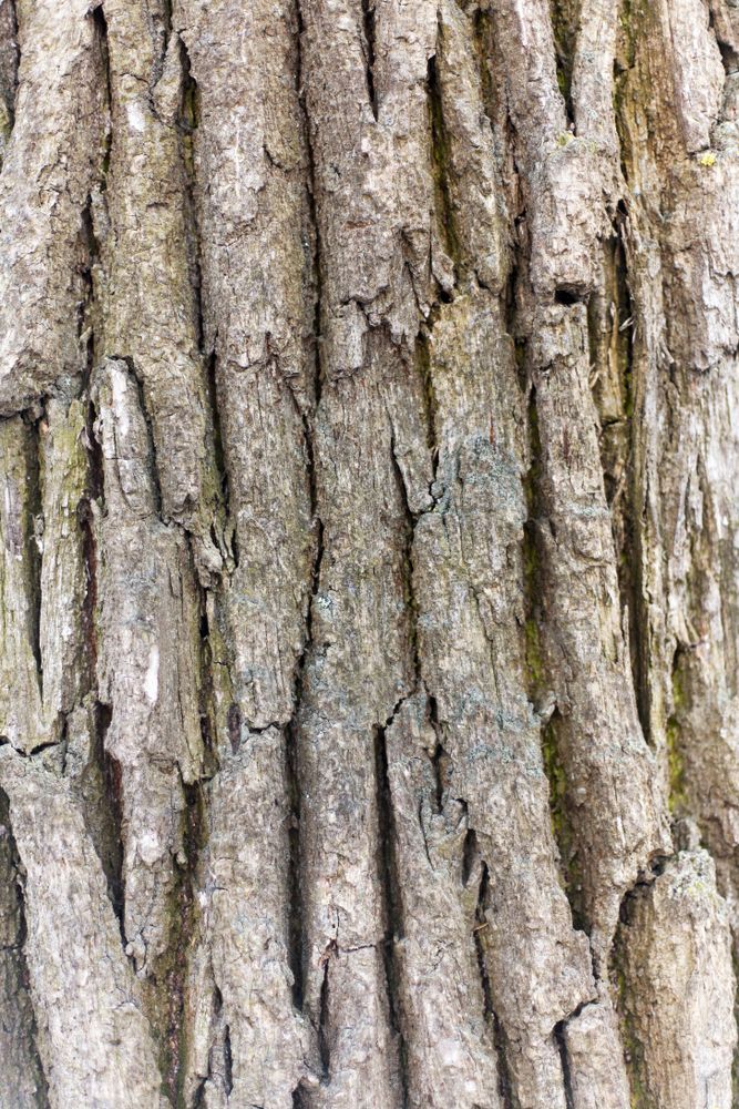 Bark of oak