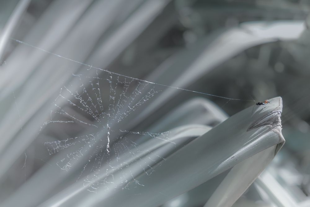 Close up of spider web on aloe plant