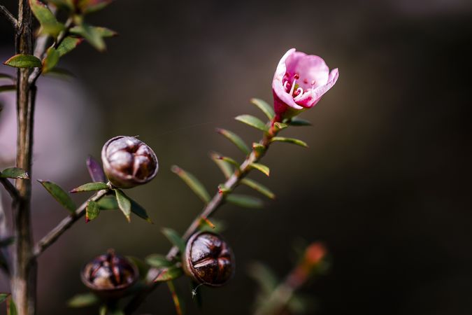 Beautiful pink flower about the bloom