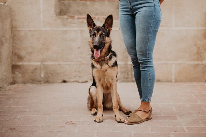 Adorable german shepherd with owner on street