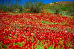 Red poppies in a vast meadow