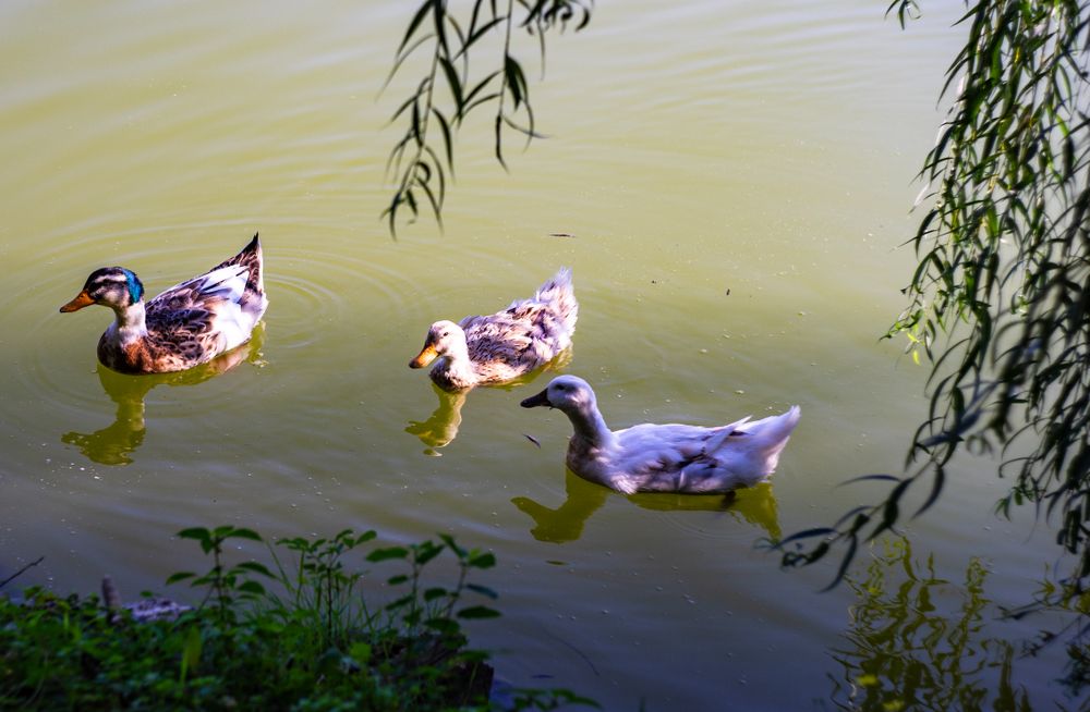 Ducks in Lopota lake