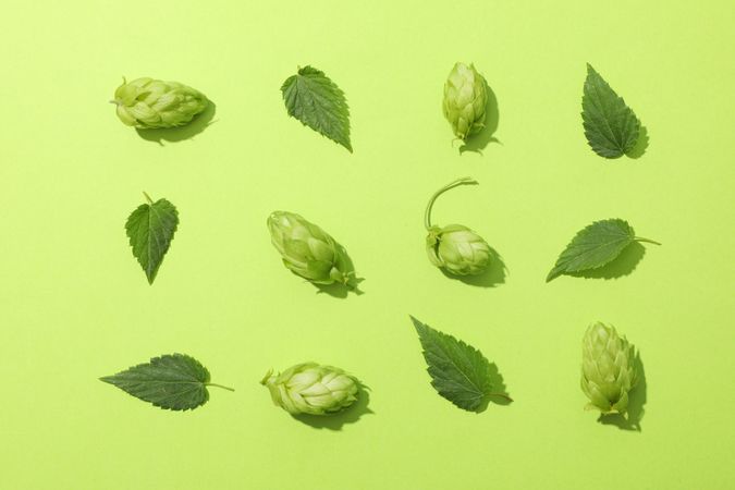 Flat lay with hop cones and leaves on green background, copy space