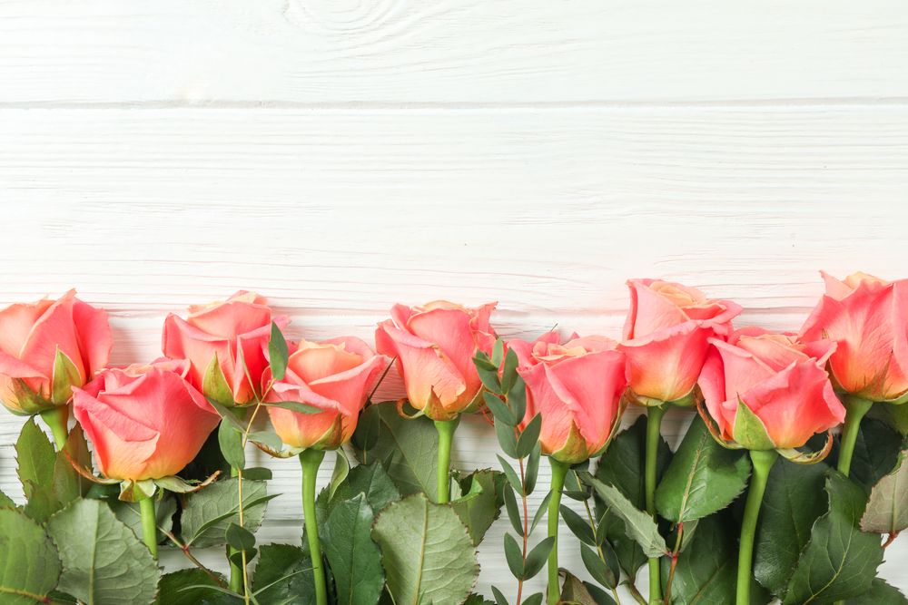 Beautiful orange roses on plain background, space for text