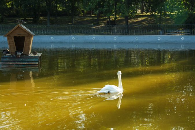 Swan floats in lake in beautiful city park