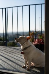 Dog sitting outside facing the sun with his eyes closed