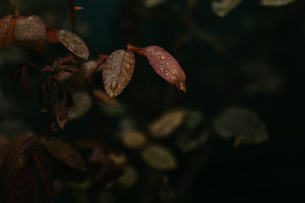 Wet green plant in garden