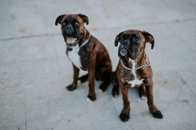 Playful cute dogs dutifully sitting on pavement