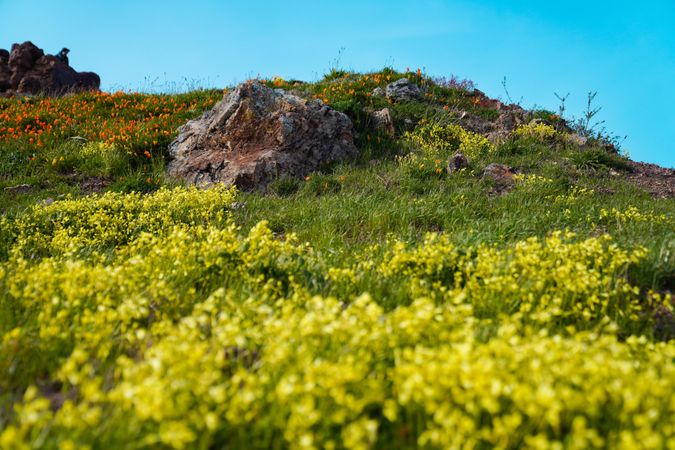 Flowers over hill